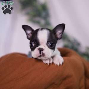 Wilma (Tiny), Boston Terrier Puppy